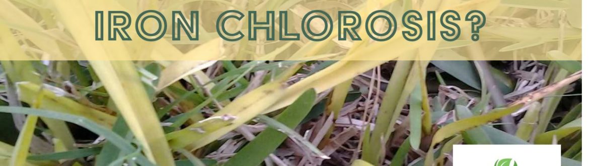 chlorosis