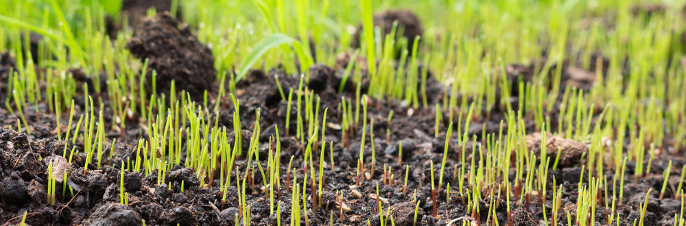 winter turf management lawn tips